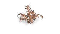 Laser Plants Dry Bracken 2