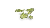 Laser Plants Monstera 2