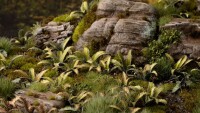 Laser Plants Deer Fern 3