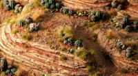 Barrel Cacti Basing Bits 5