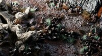 Chaos Shards Basing Bits 5